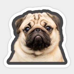 Pug The Dog Sticker